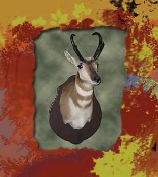 antelope shoulder mount