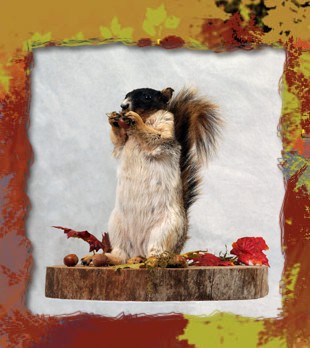 squirrel eating acorn