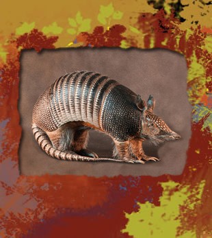 armadillo