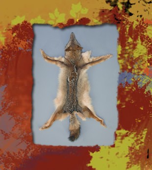 coyote rug