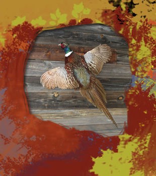 pheasant flying