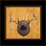 Antler Mount