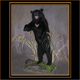 Black Bear