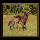 Black Coyote Howling