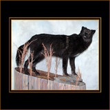 Black Timber Wolf