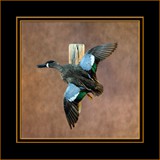 Blue Wing Teal