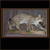 Bobcat with Quail on Limb