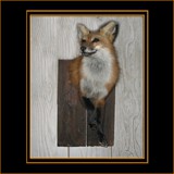 Fox Shoulder Mount on Barnwood