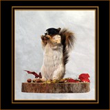 Fox Squirrel Eating Acorn