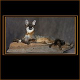 Fox with Quail