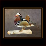 Mandarin Wood Duck