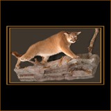 Mountain Lion