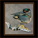 Teal Preening