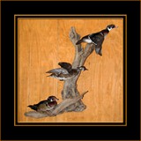 Woodies on Driftwood